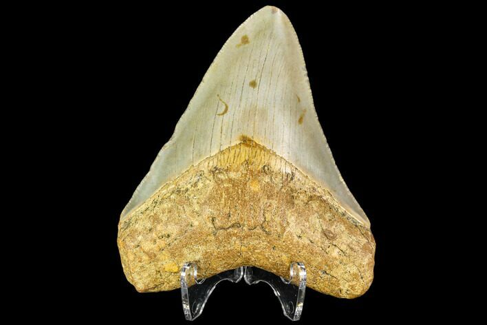Fossil Megalodon Tooth - North Carolina #109899